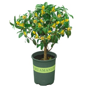 桂花树苗盆栽 庭院/室内花卉 四季桂嫁接 浓香型盆景