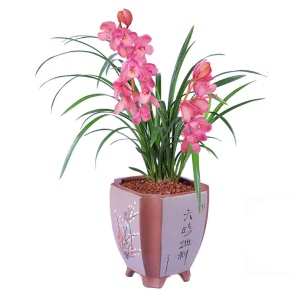 室内花卉绿植 兰花 香妃 矮种墨兰兰花