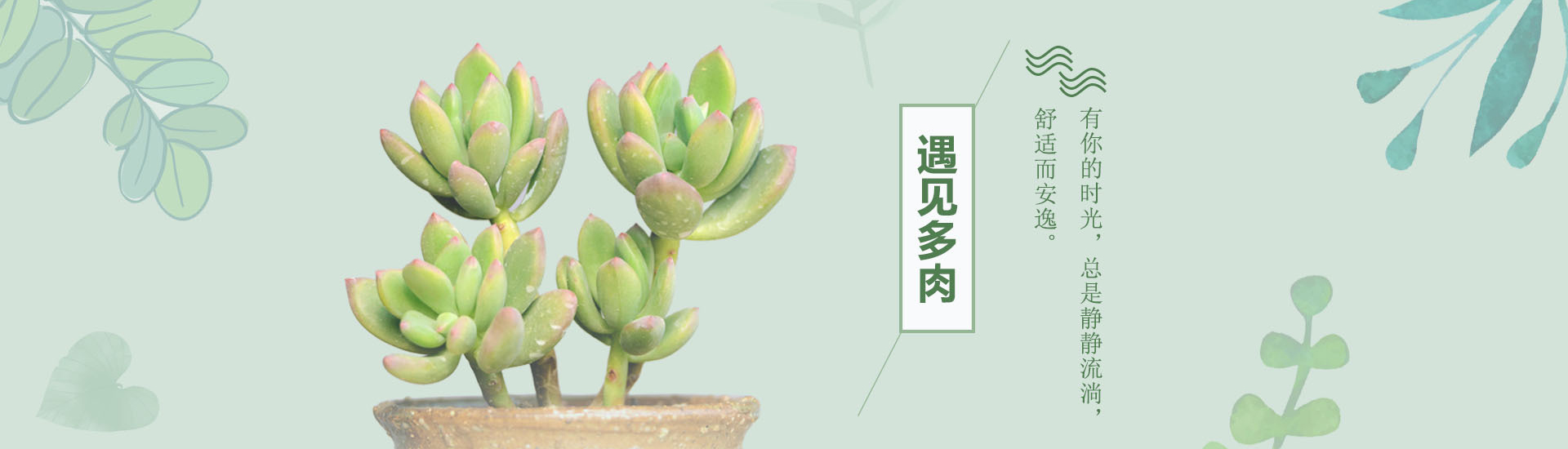 遇见多肉广告