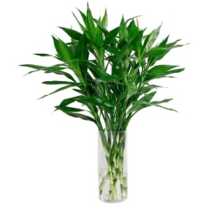 绿植盆栽植物 富贵竹  水培富贵竹 观音竹 转运竹