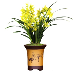 办公室内盆栽 黄金美人 浓幽香型 建兰四季兰